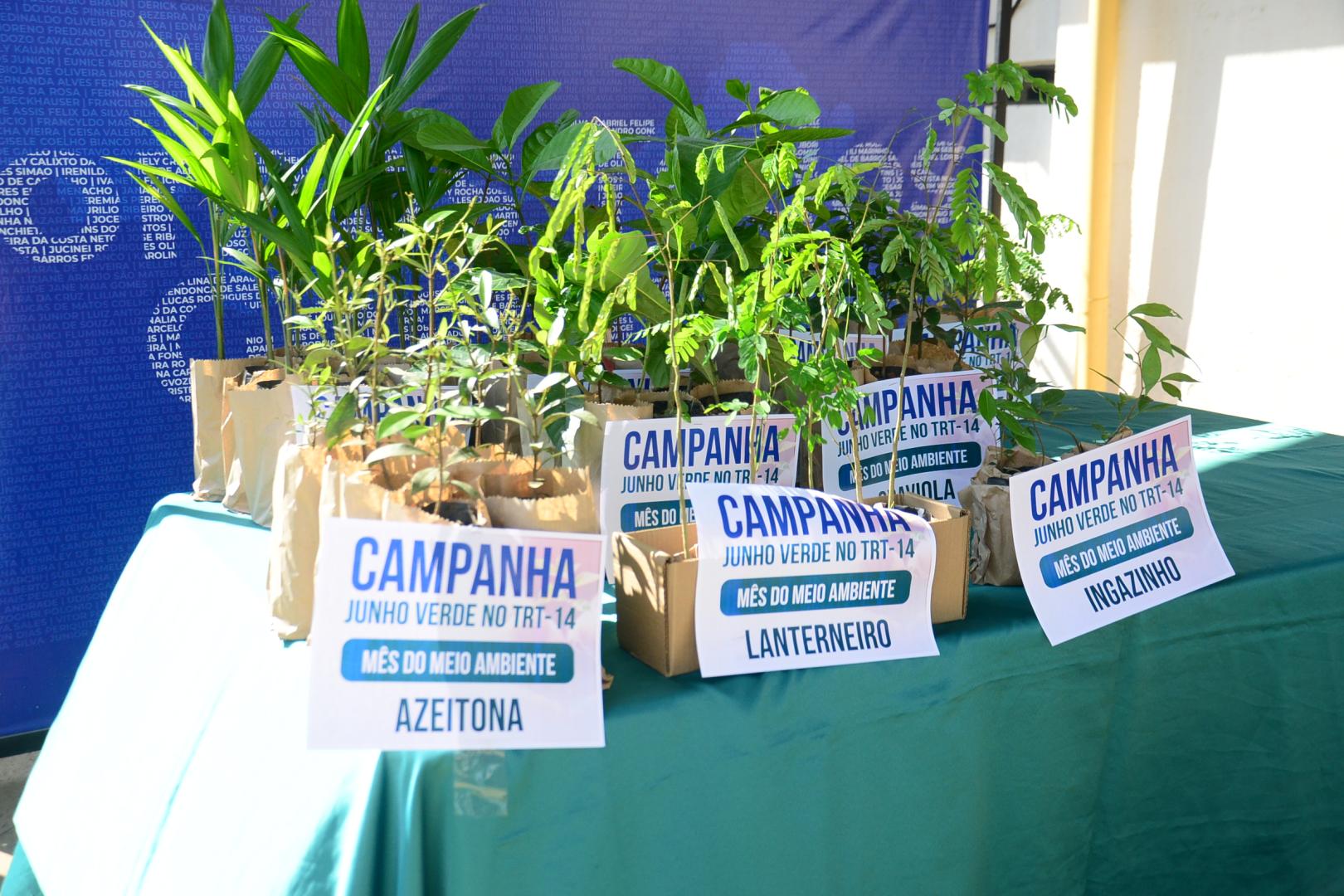 Mudas distribuídas durante lançamento da campanha Junho Verde